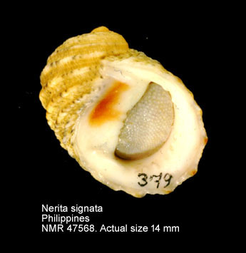 Nerita signata (4).jpg - Nerita signata Lamarck,1822